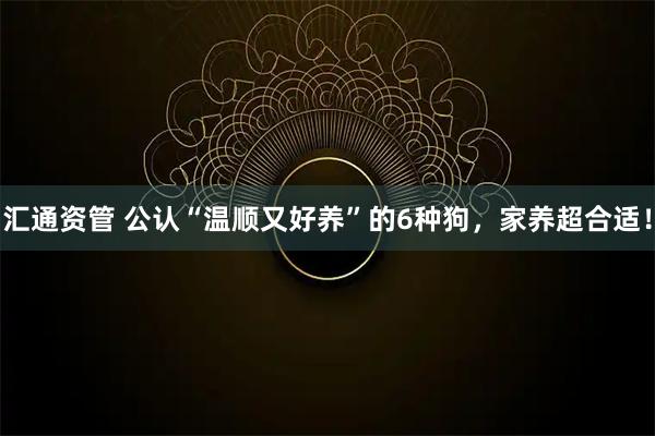 汇通资管 公认“温顺又好养”的6种狗，家养超合适！